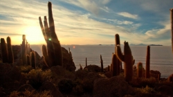 Incahuasi Island - Uyuni Salt Desert